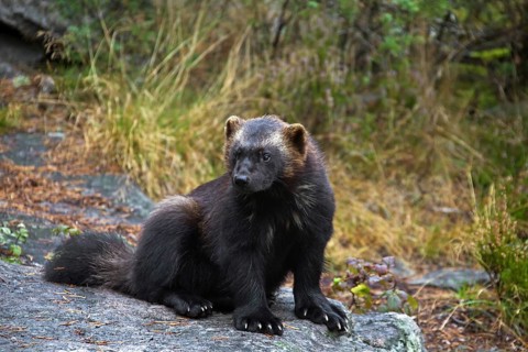 Wolverine