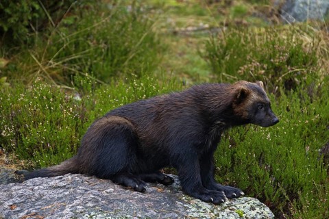 Wolverine