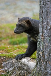 Wolverine