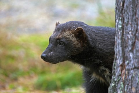 Wolverine