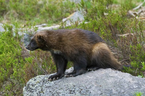Wolverine