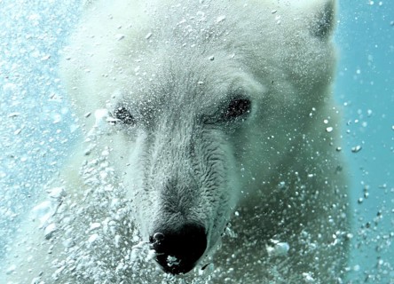 Polar bear