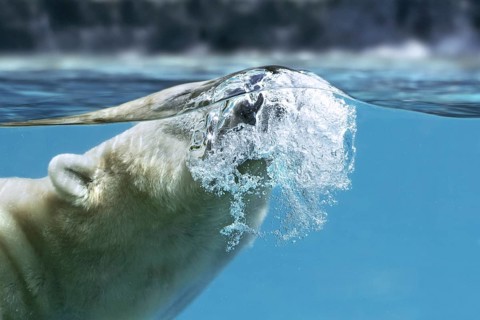 Polar bear