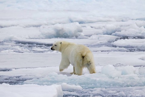 Polar bear
