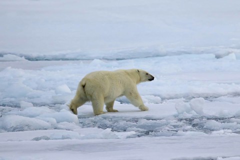 Polar bear