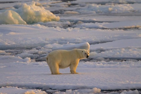 Polar bear