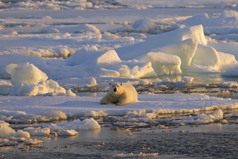 Polar bear
