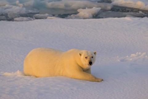 Polar bear