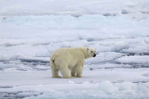 Polar bear