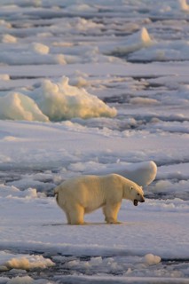 Growling Polar bear