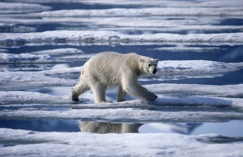Polar bear