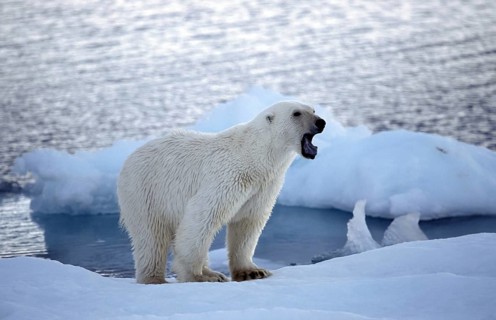 Growling Polar bear