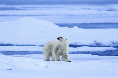 Solitary polar bear