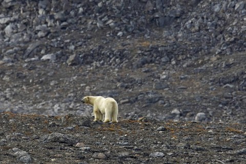 Solitary polar bear