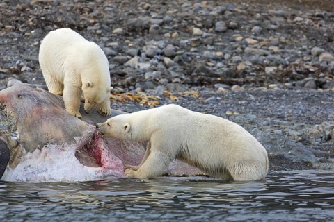 Two scavenging Polar bears