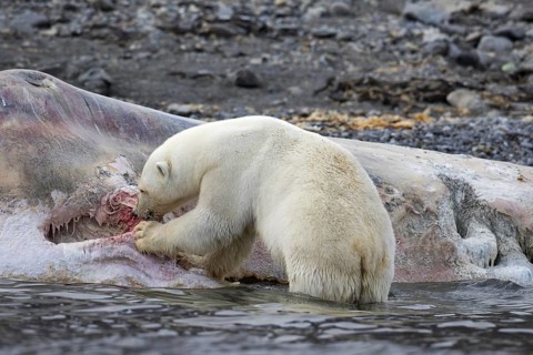 Scavenging Polar bear