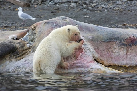 Scavenging Polar bear