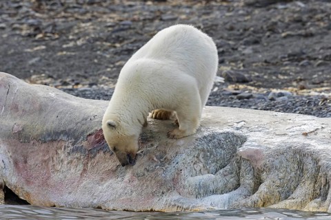 Scavenging Polar bear