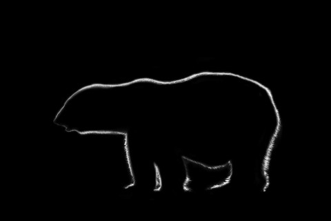 Black and white rim light silhouette of Polar bear
