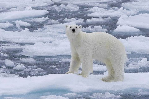 Lone polar bear