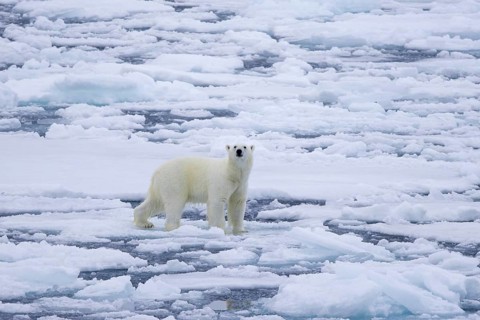 Lone polar bear