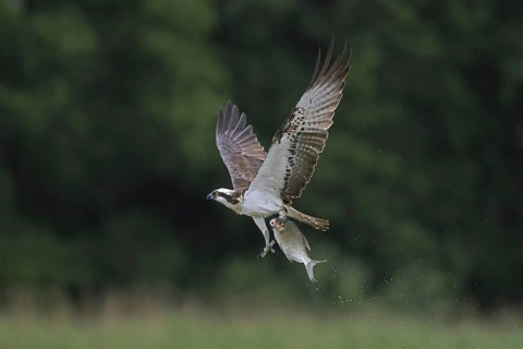 Western osprey