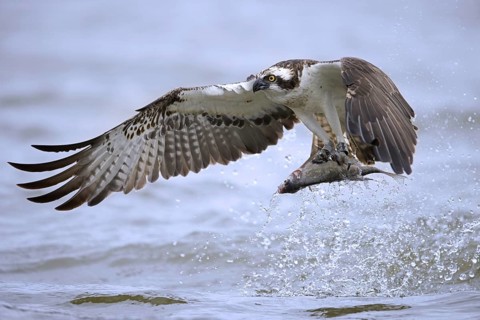 Western osprey