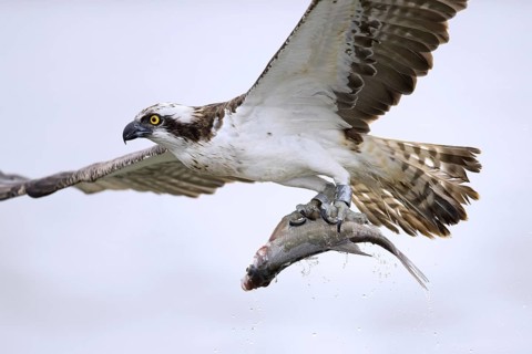 Western osprey