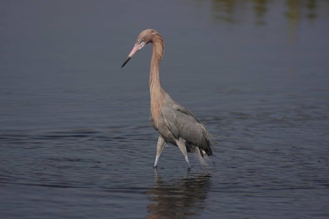 Roetelreiher