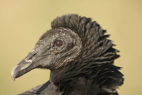 Portrait of Black Vulture