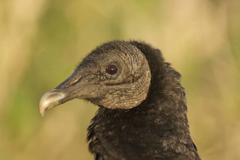 Portrait of Black Vulture