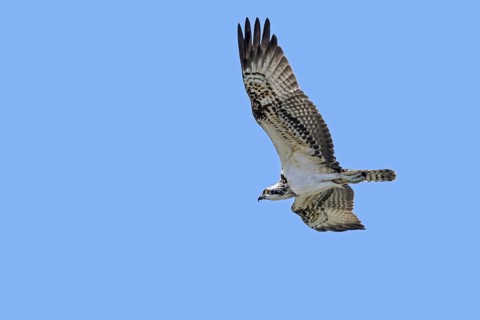 Western osprey