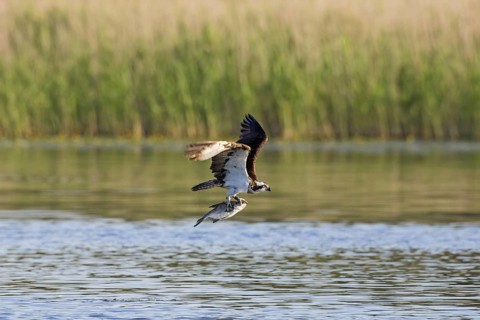 Western osprey