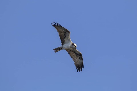 Ringed Western osprey