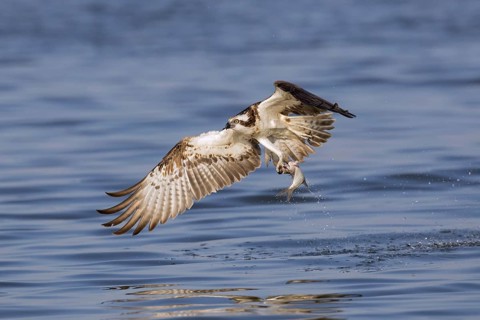 Western osprey