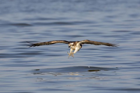 Western osprey