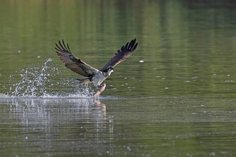 Western osprey