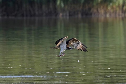 Western osprey