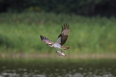 Ringed Western osprey