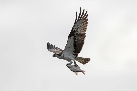 Ringed Western osprey