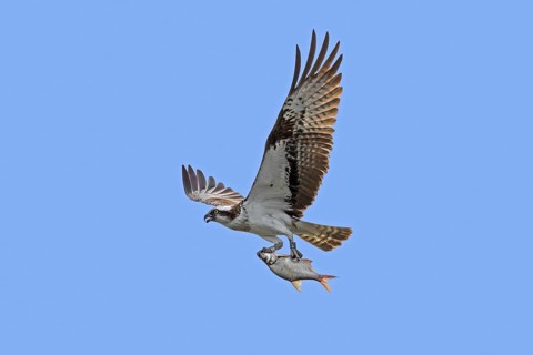 Ringed Western osprey