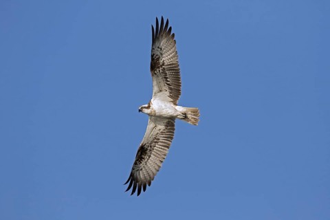 Western osprey