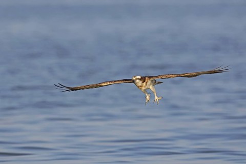 Western osprey