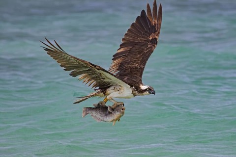 Banded