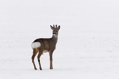 Roe deer