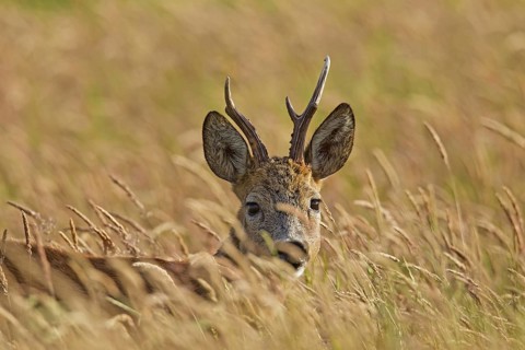 Roe deer