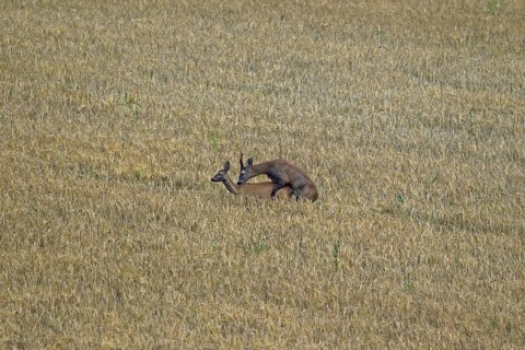European roe deer