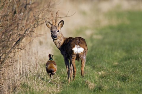 Common Pheasant