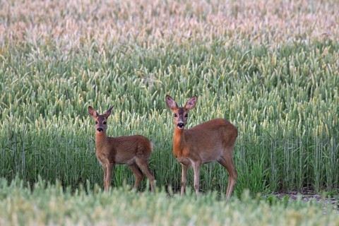 Roe deer