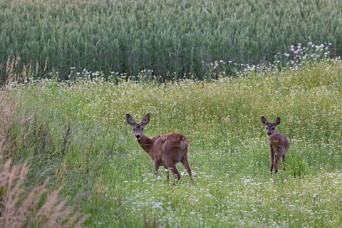 Roe deer